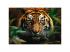 Tigris a vadonban 1000 db-os HQ puzzle kirakó - Trefl