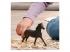 Schleich Lovasklub angol telivér kanca 14914