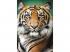 Tigris portré 1500 db-os puzzle - Trefl