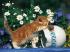 Macska 500 db-os puzzle - Ravensburger