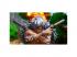 One Piece Odyssey Xbox One/ Series X játékszoftver