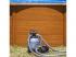 PONTAQUA KIT WOOD fémfalas családi medence szett 500 x 300 x 120 cm