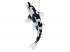 Mojo Sealife koi ponty  Shiro Utsuri koi  381102