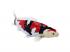 Mojo Sealife Koi ponty  Showa Sanshoku Koi  381103