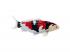 Mojo Sealife Koi ponty  Showa Sanshoku Koi  381103