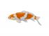 Mojo Sealife koi ponty  Ochiba Shigure koi  381104