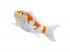 Mojo Sealife koi ponty  Ochiba Shigure koi  381104