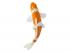 Mojo Sealife koi ponty  Ochiba Shigure koi  381104