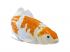 Mojo Sealife koi ponty  Ochiba Shigure koi  381104