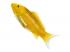 Mojo Sealife koi ponty  Kin Matsuba koi  381105