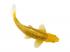 Mojo Sealife koi ponty  Kin Matsuba koi  381105