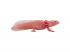 Mojo Wildlife Axolotl figura 381108
