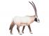 Mojo Wildlife Oryx - 387242