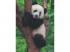 Ravensburger puzzle panda és koala 2 x 500 darab