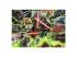 Star Wars Asajj Ventress Puzzle, 1000 darabos