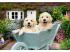 Puzzle 200 db - Golden retriver