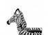 Zebra Rider beépített LED világítással 2.54m x 1.42m