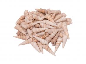Colorations  Turritella kagylók, 550 g