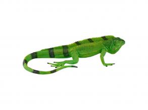 Mojo Wildlife Iguana - 381095