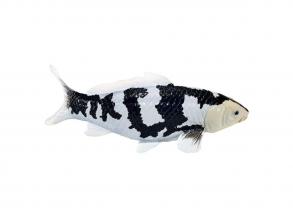 Mojo Sealife koi ponty  Shiro Utsuri koi  381102