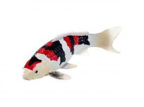 Mojo Sealife Koi ponty  Showa Sanshoku Koi  381103