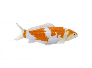 Mojo Sealife koi ponty  Ochiba Shigure koi  381104