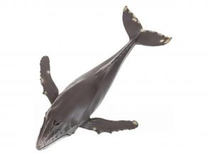 Mojo Tengeri élet Púpos bálna nagy 387277