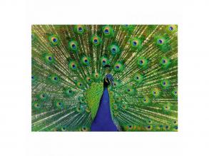Ravensburger puzzle: Színes állatok - Páva, 500 darabos
