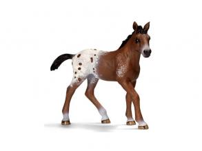 Appaloosa csikó