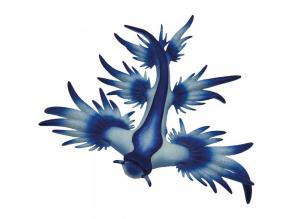 Kék tengeri csiga játékfigura - Bullyland