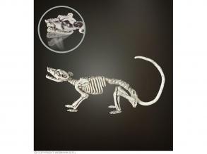 Formázható patkány csontváz, 38 cm
