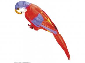 Hawaii papagáj